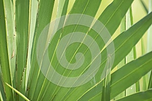 Palm tree leaf radiating like rays out from the centre in the a Sunny day with the Sunrays falling on the leaf- in close up macro