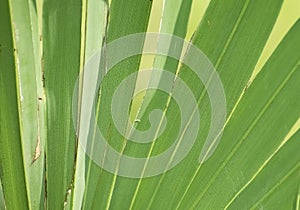 Palm tree leaf radiating like rays out from the centre in the a Sunny day with the Sunrays falling on the leaf- in close up macro