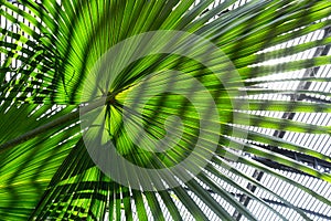 Palm tree leaf with striped shadow pattern