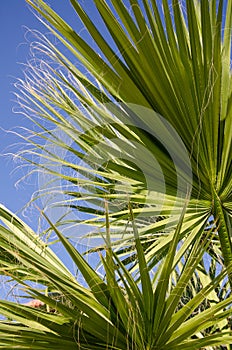 Palm tree leaf surface with shadow. Selective focus texture of green palm leaf. Natural background with copy space