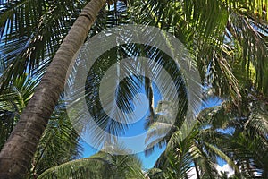 Palm tree leaf tropical plant