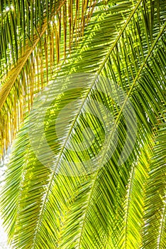 Palm Tree Leafs