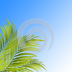 Palm tree leafs