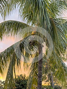Palm tree leafs