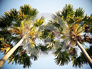 Palm tree leafs under morning sunlight view from bottom