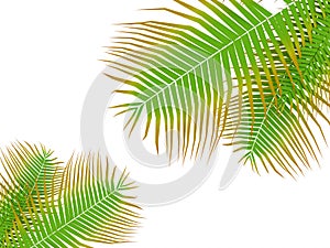 Palm tree leafs