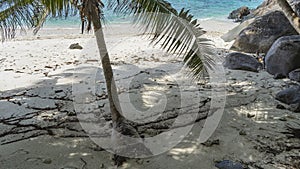 A palm tree leaned over a secluded beach.