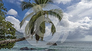 The palm tree leaned over the turquoise ocean.