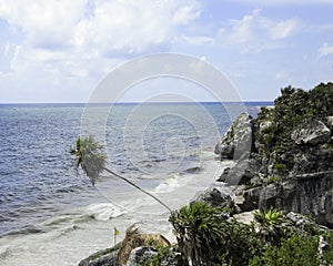 Palm tree leaning over beach