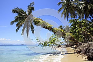 Palm Tree leaning over Beach photo