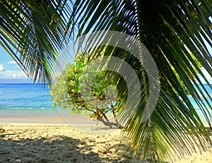 palm tree leave and caribbean beach of souffleur, port louis, guadeloupe