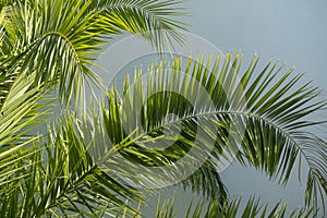 Palm tree leaves