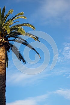 Palm tree with leaves against blue sky with clouds. Tropical nature background. Palm tree closeup. Exotic landscape.