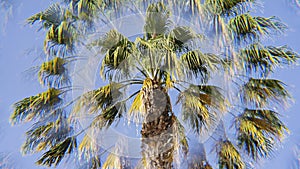 Palm tree leaves against hazy blue sky, creating an abstract impression with kaleidoscopic effect.