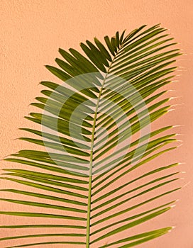 Palm Tree leaves