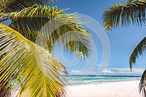 Palm tree leaves against tropical sandy beach and blue ocean. Travel tourism concept