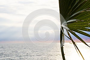 Palm tree leaves background, beach, sea and leaf of the palm tree. Sky and clouds