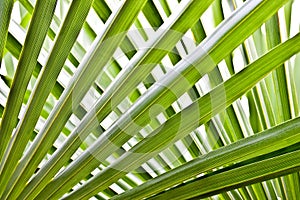 Palm tree leaves