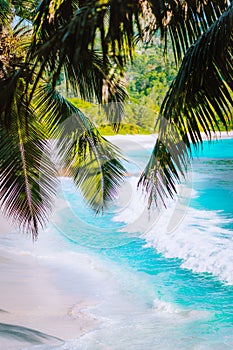 Palm tree leaves on beautiful tropical paradise Anse intendance beach. Ocean wave roll on sandy beach with coconut palm