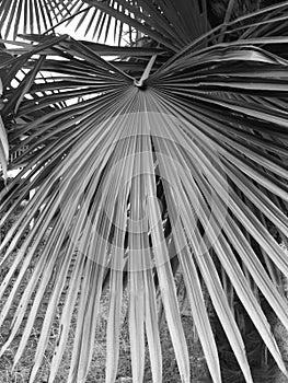 Palm tree leaves in black and white