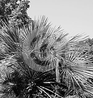 Palm tree leaves in black and white