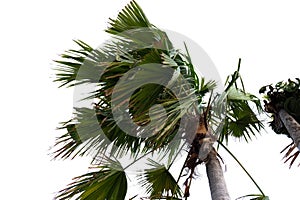 palm tree with leaves blowing in the wind