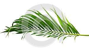 Palm tree leaves border