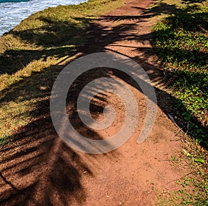 Palm tree leaves cast shadow on an orange sand.