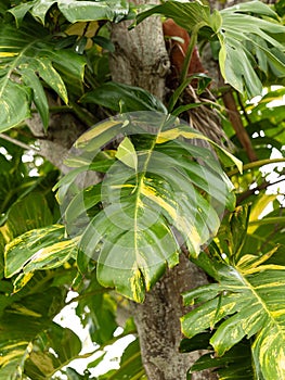 Palm tree leaves in Coco Beach Florida