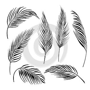 Palm tree leaves collection. Black line silhouette set of cycas leaves isolated on white background.