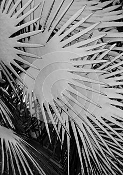 Palm tree leaves covered with snow on black and white