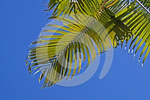 Palm tree leaves Dypsis lutescens and blue sky, Rio