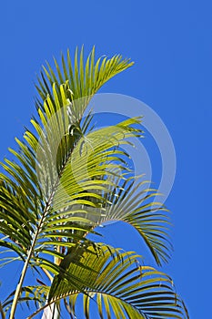 Palm tree leaves Dypsis lutescens and blue sky, Rio