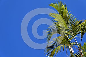 Palm tree leaves, Dypsis lutescens, and blue sky, Rio