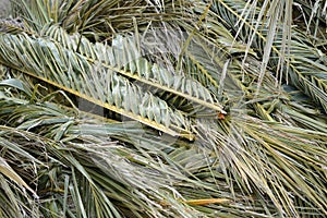 Palm Tree Leaves on The floor