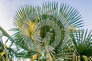 Palm tree leaves at golden hour in park, blue sky