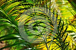 Palm tree leaves - Neodypsis - abstract