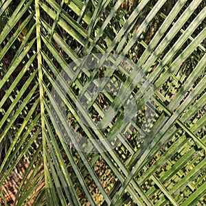 Palm tree leaves pattern