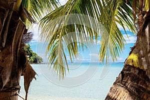 Palm tree and leaves at sea