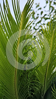 palm tree and leaves, sky background.