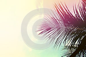 Palm tree leaves on sky background. Palm leaf over sky. Pink and yellow toned photo.