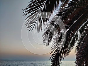 Palm tree leaves in sunset by the sea