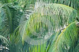 Tropical beach coconut palm tree leaves isolated on white