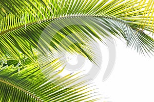 Palm tree leaves tropical plant green foliage against natural summer or spring sky for Plam Sunday religious holiday