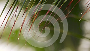 Palm tree leaves and tropical rain during cyclonic weather. Rainforest