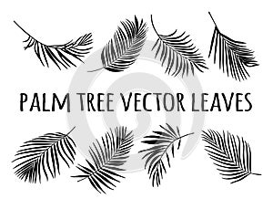 Palm tree leaves vector silhouette photo