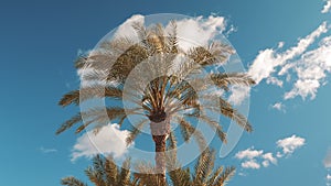 Palm tree leaves waving in wind against clear blue sky.Tropical green palm trees