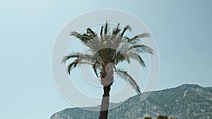 Palm tree leaves waving in wind against mountain landscape and clear blue sky. Green branches and leaves of palm tree at sunny sum
