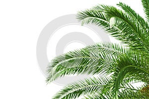 Palm tree leaves