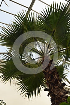 Palm Tree in the Leuven Kruidtuin